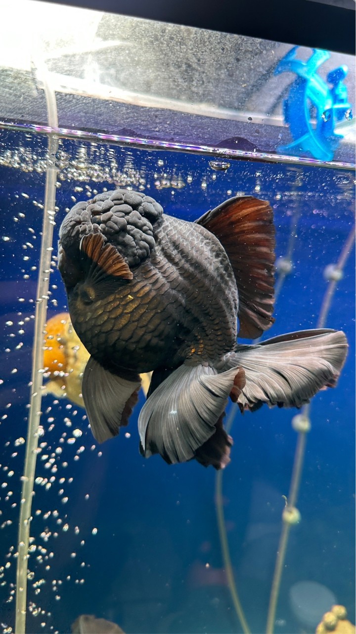 金魚二三事