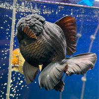 金魚二三事
