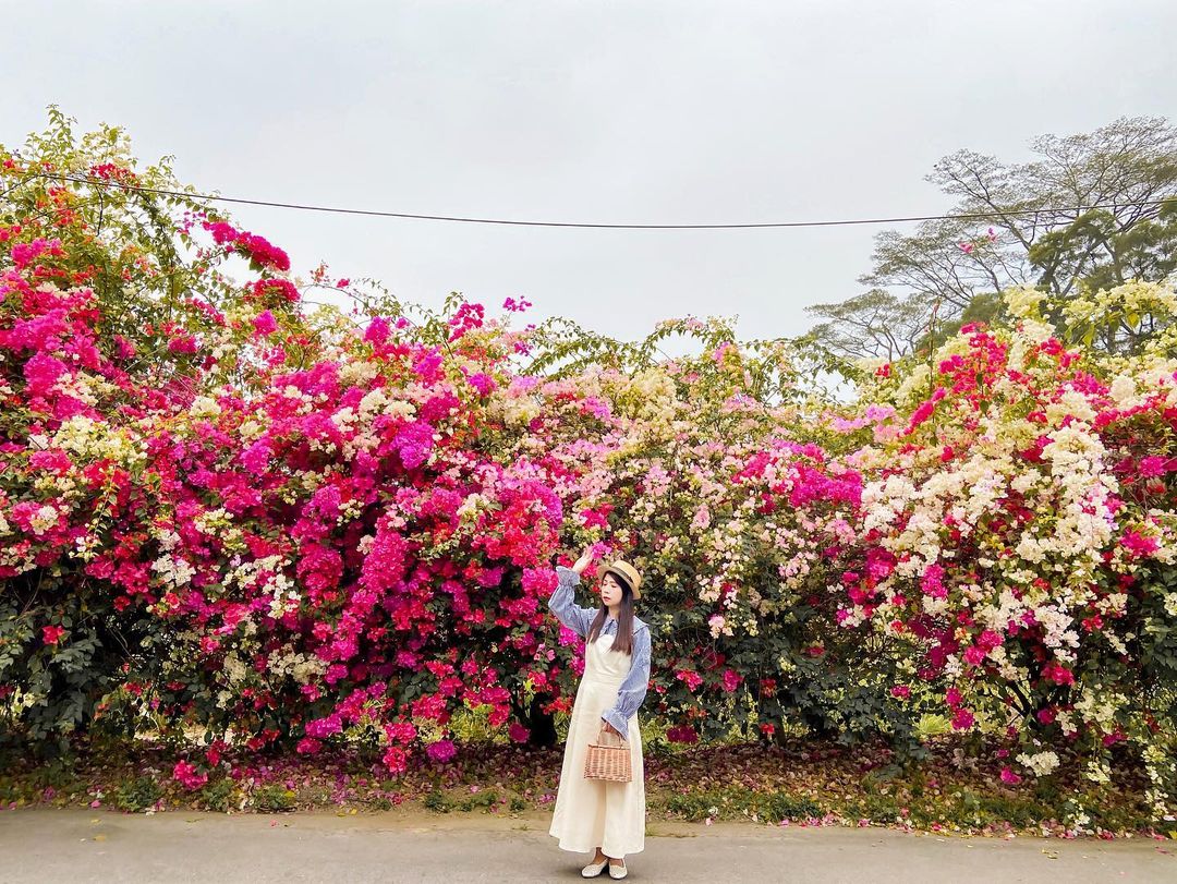 全台賞九重葛花景點推薦｜追尋九重葛花，來趟賞花住宿之旅