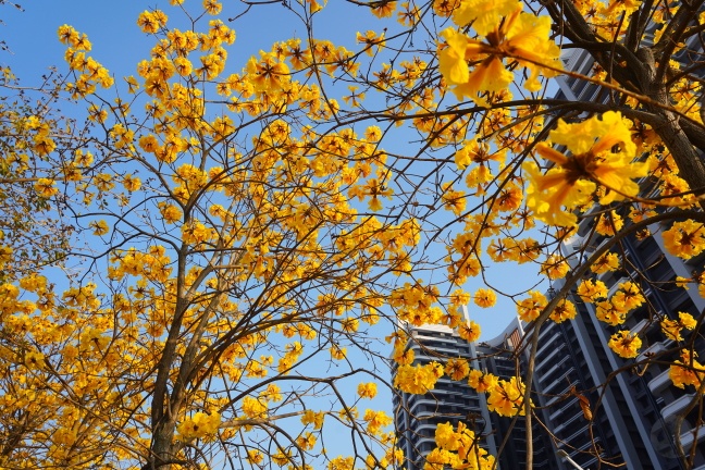 台中洲際路黃花風鈴木,崇德十九路黃花風鈴木,洲際棒球場黃花風鈴木