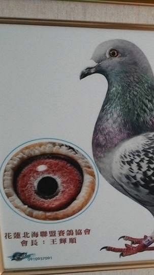 花蓮666北海競翔