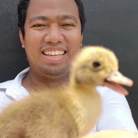 ลูกเป็ดไข่ เดลิเวอรี่ทั่วไทย