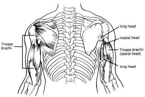 5 Latihan Tricep Paling Efektif Biar Lengan Anda Seperti The Rock