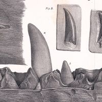 恐竜/古生物図鑑を作るオプチャ