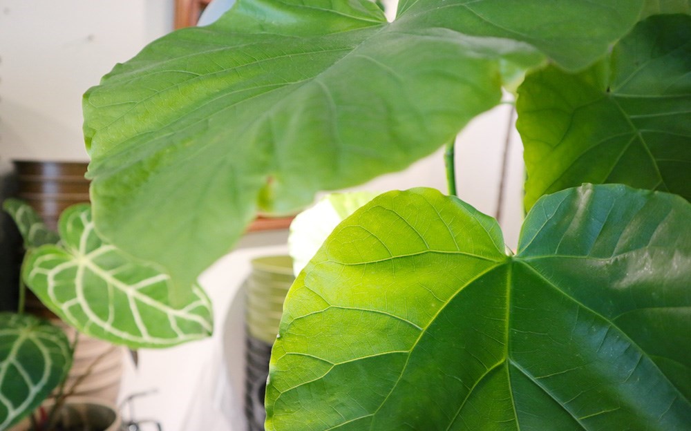 夏天的陽光配綠意就是充滿活力，有養過植栽的你一定知