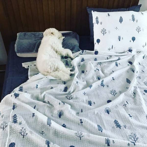 9 Potret Sehun Exo Dan Anjing Peliharaannya Bikin Fans Iri Dan Gemas