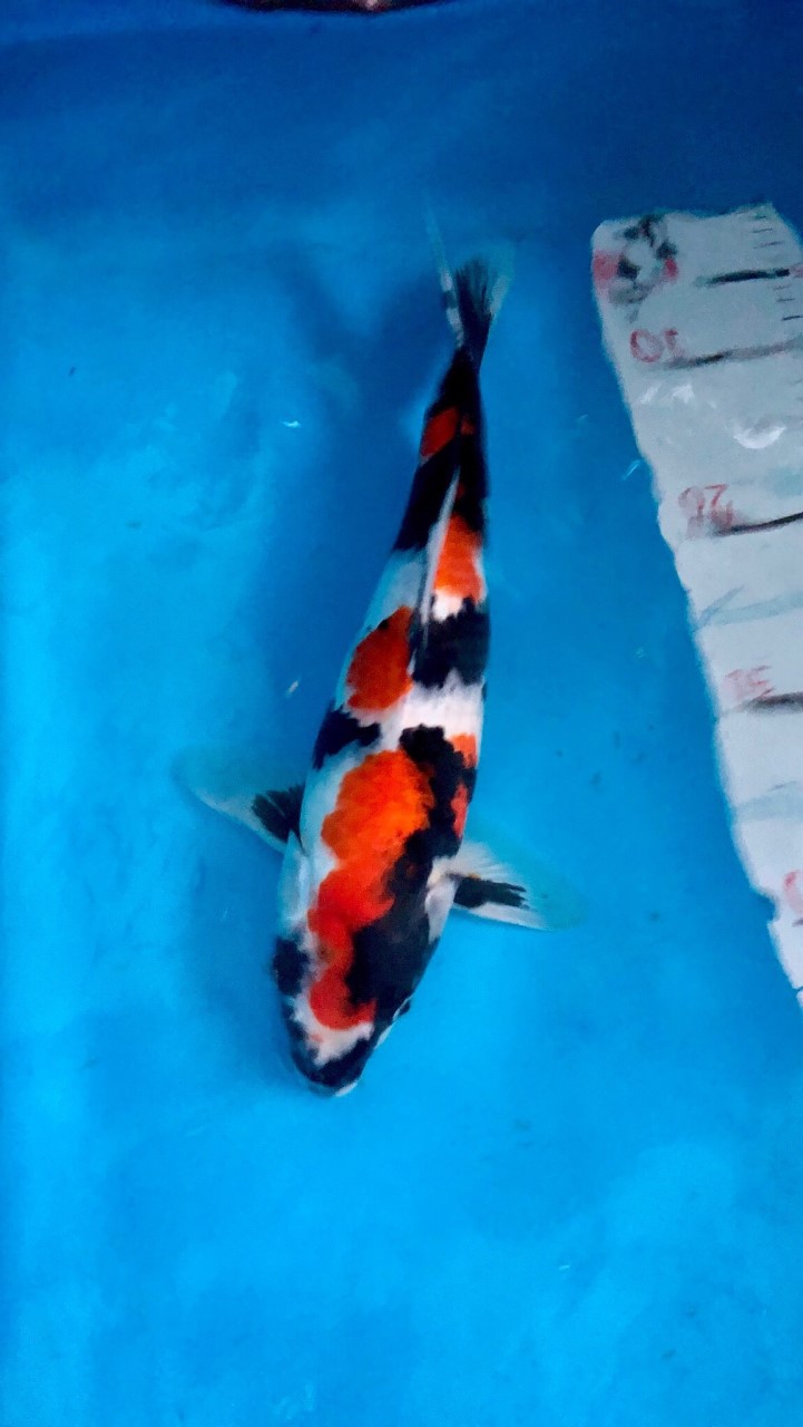 Japan Nishikigoi Koi Thailand Family