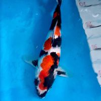 Japan Nishikigoi Koi Thailand Family