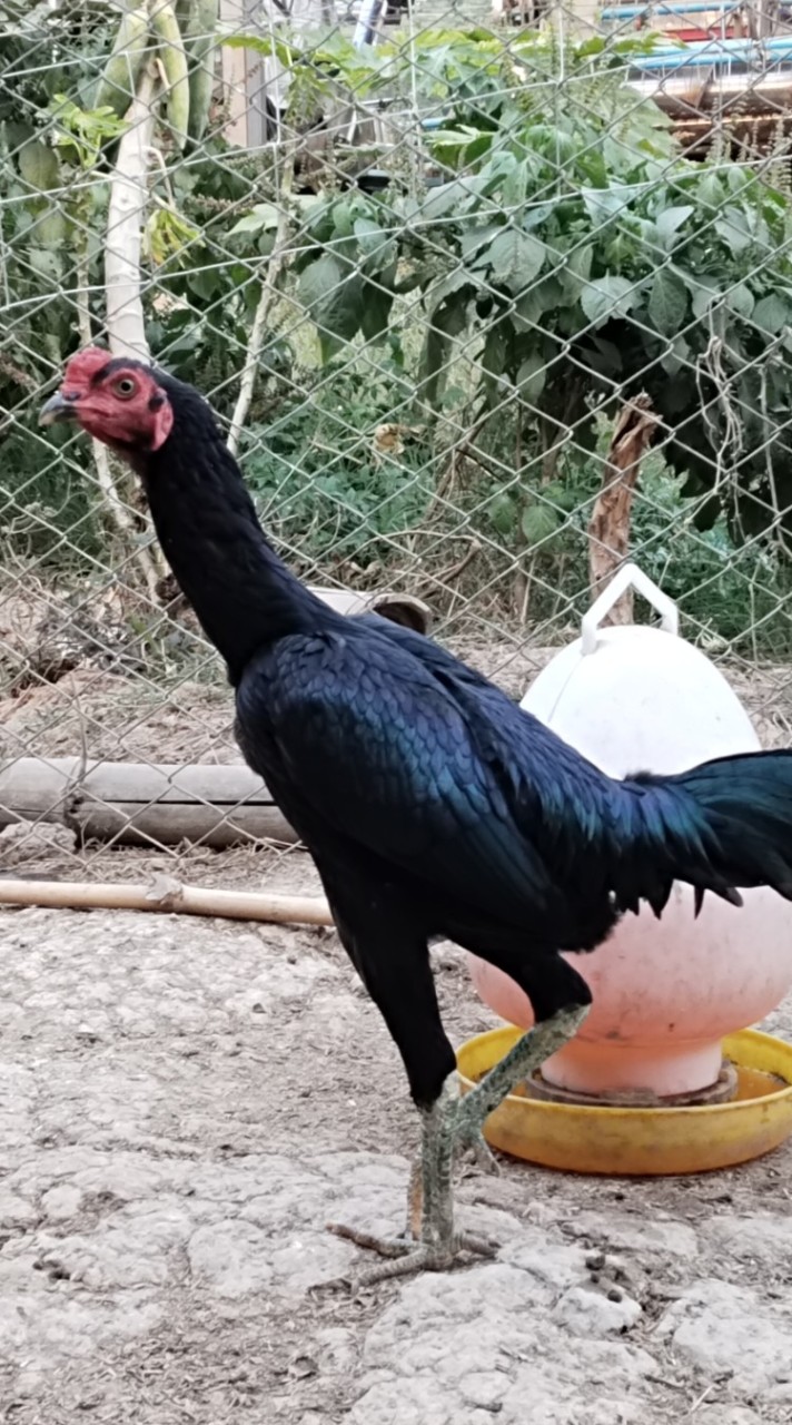 หนึ่ง จ.เจริญไก่ชน