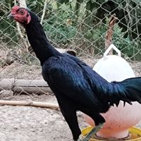 หนึ่ง จ.เจริญไก่ชน