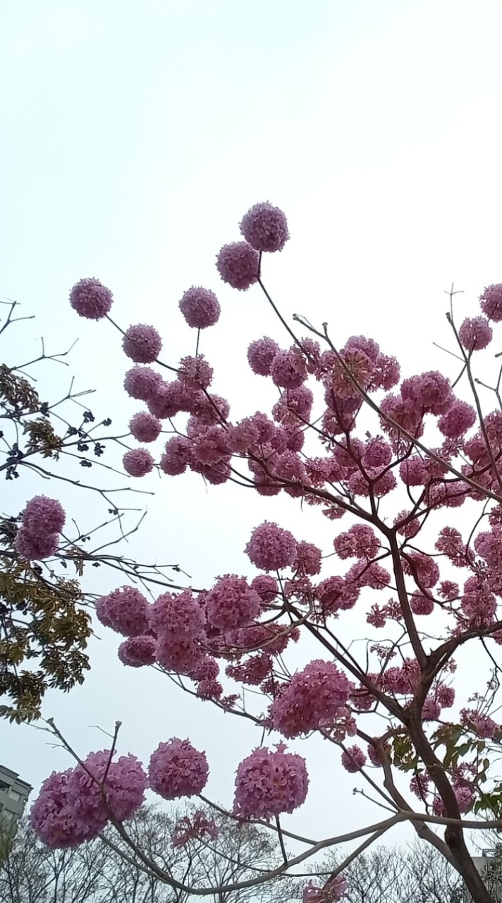 星化的南部小坊