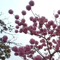 星化的南部小坊