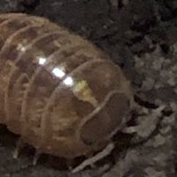 だんごむしとその仲間たち