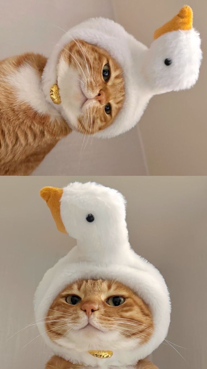 小鵝鵝🪿鵝台中租屋套房