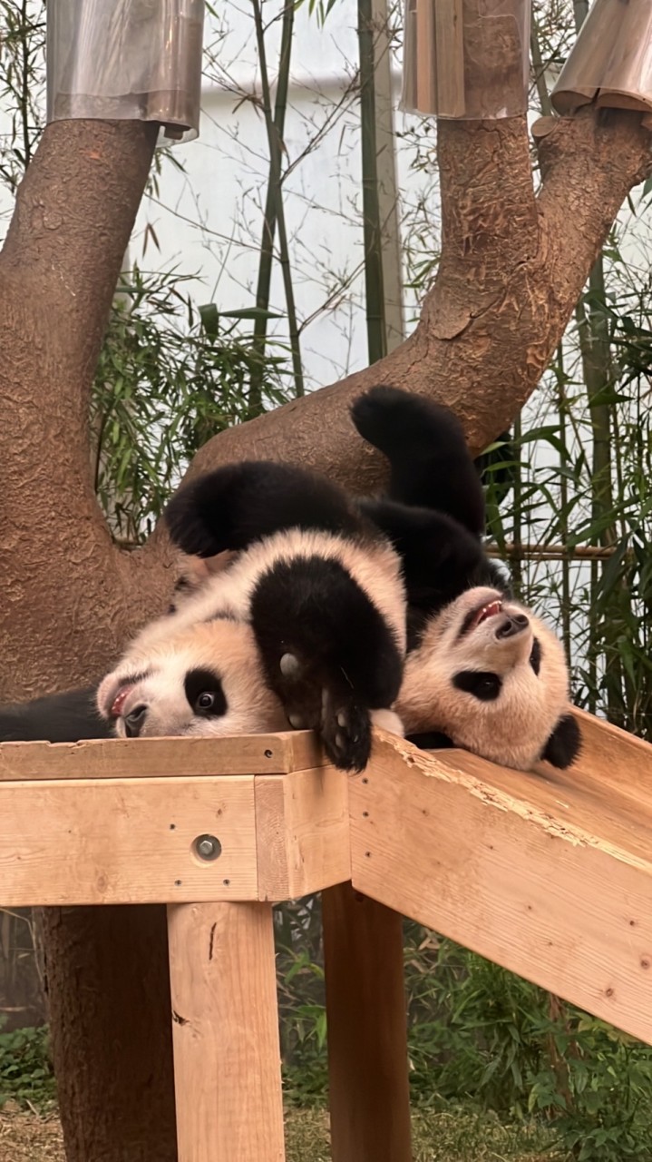 愛寶樂園連線代購🐼🤍