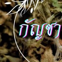 กัญชาคอน