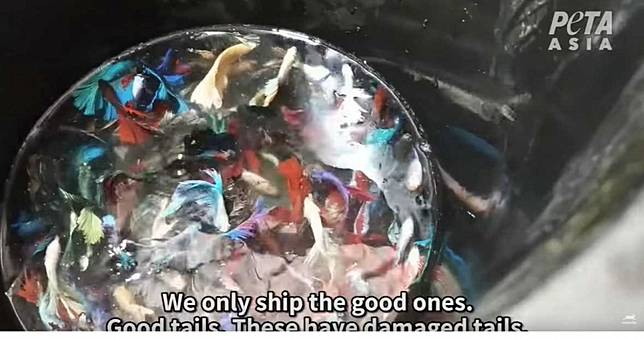 慟！黑心鬥魚養殖場　鬥魚困「狹小骯髒環境」挨餓　