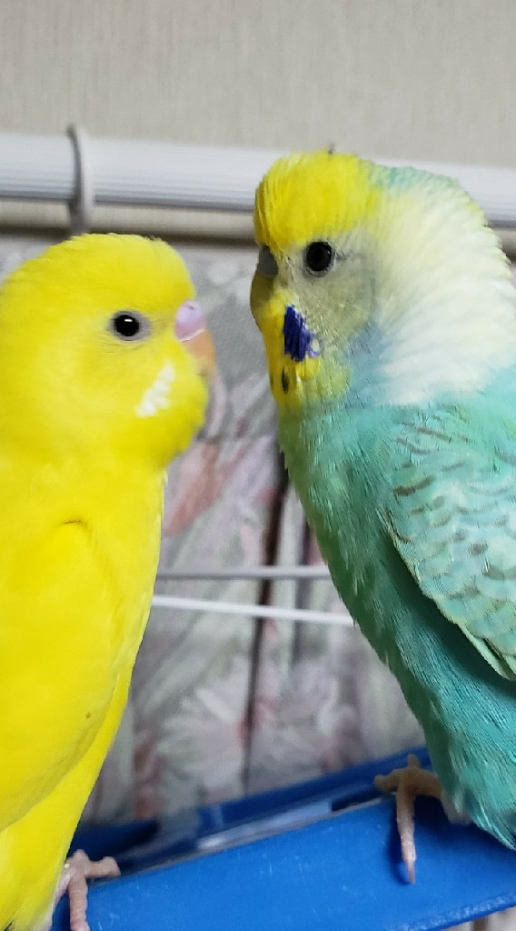 セキセイインコ好きな方(o^∀^o)
