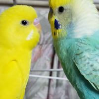 セキセイインコ好きな方(o^∀^o)