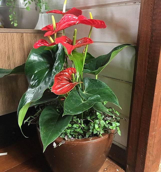 10 Jenis Tanaman Hias Anthurium Bisa Dijadikan Hiasan Indoor Brilio Net Line Today