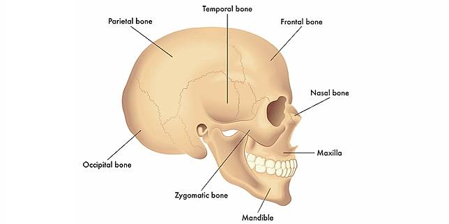 11+ Anatomi Kepala Parietal