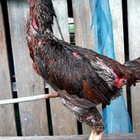 วัง ไก่ชนพม่า เหล่าสวนมะนาว ซุ้ม ว.สุพรรณา4️⃣2️⃣8️⃣9️⃣
