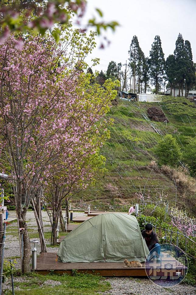 拉拉山民宿前坐看百萬雲瀑景　賞盡春天的花團錦簇