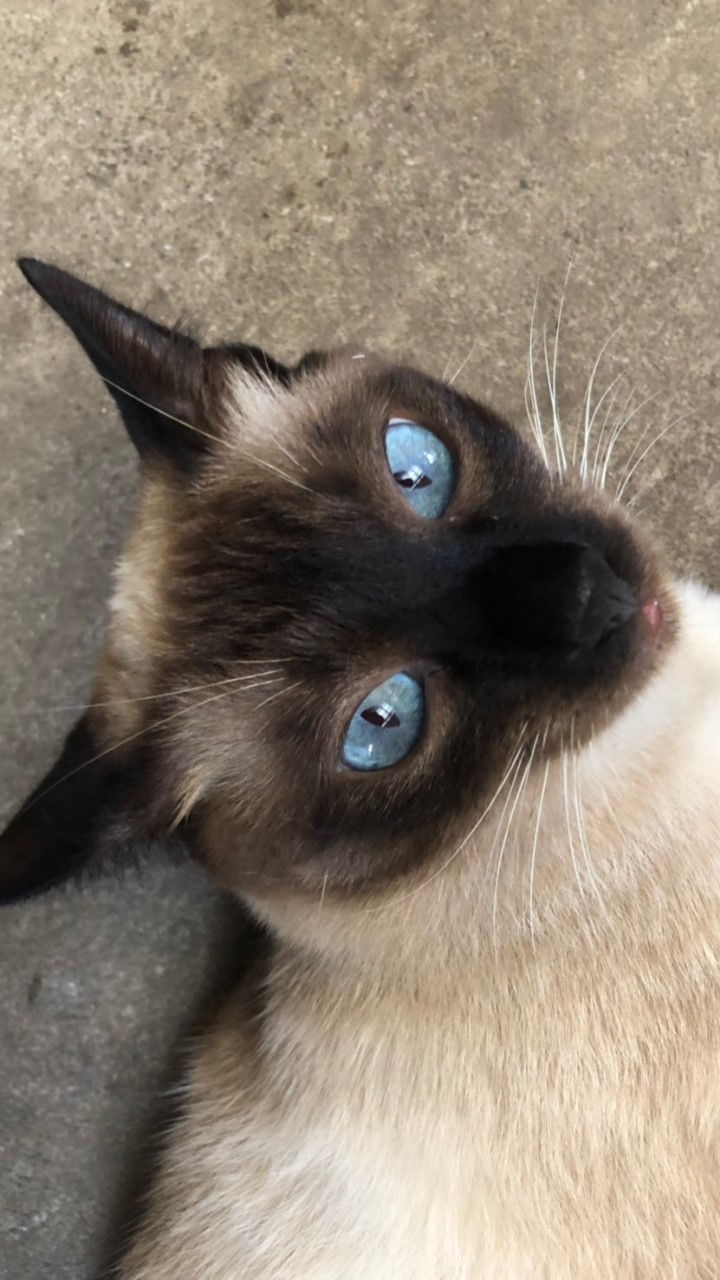 ねこ！U・x・Uのオープンチャット