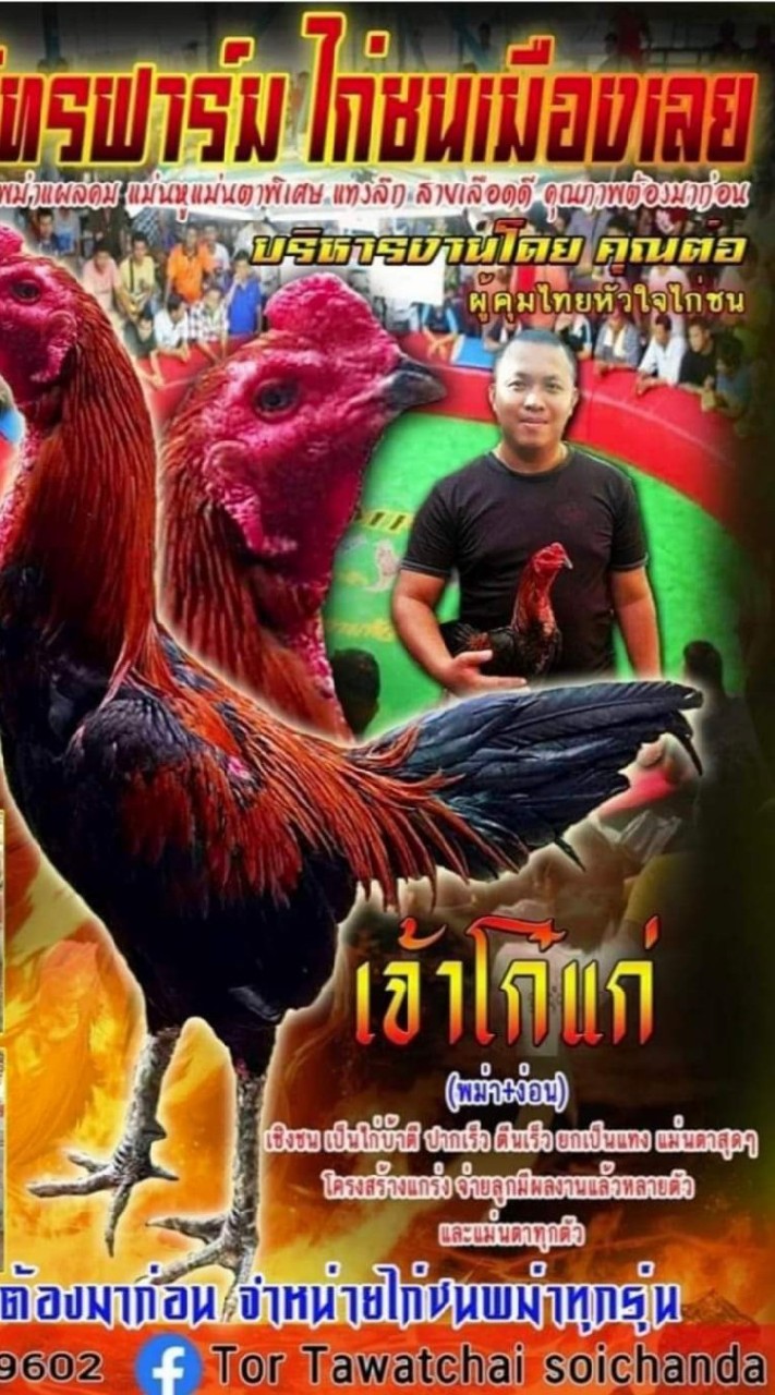 ตลาดซื้อขายไก่ชนเสรี