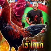 ตลาดซื้อขายไก่ชนเสรี