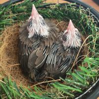 🕊️🦅นกหัวจุกแฟนซี🦅🕊️