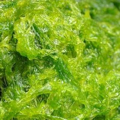 【澎湖野生海菜10盒組-約300g±10%/盒-1組】春夏季節盛產無污染煮湯炒食涼拌產地直送-2501001