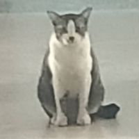 ⩉ : ⩉  𖥻 ⏱ Playing / Talking 🍴𐂯𓄼 ₍ᐢ..ᐢ₎ ˖ ࣪⭑