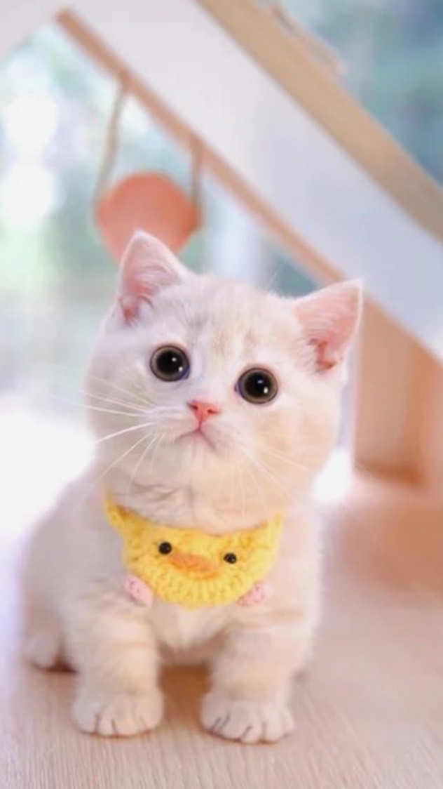 รับตัวแทนจำหน่ายสินค้า หมา แมว 🐈