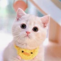 รับตัวแทนจำหน่ายสินค้า หมา แมว 🐈