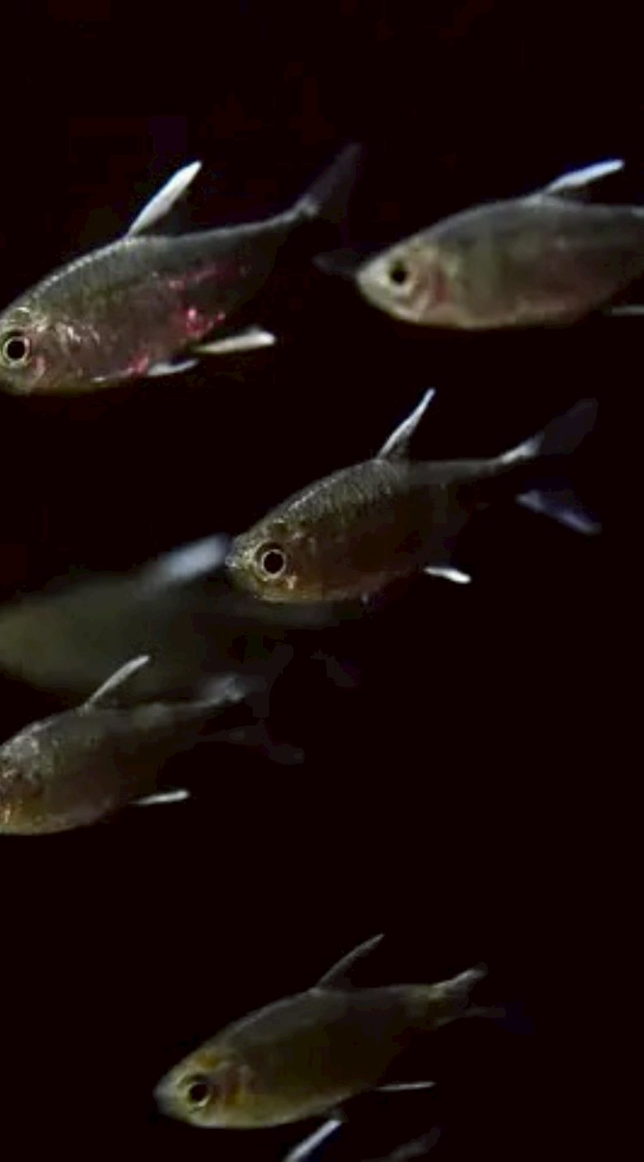 水族心情 - 燈魚交流，分享，討論