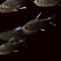 水族心情 - 燈魚交流，分享，討論