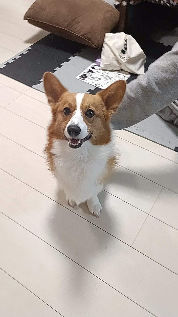 コーギー好きな子おいでー！