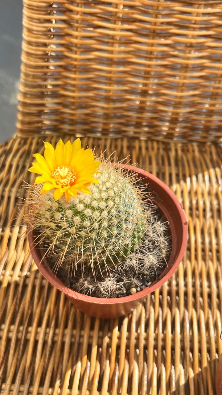 🫧🌼金魚的餅乾店🌵🐠