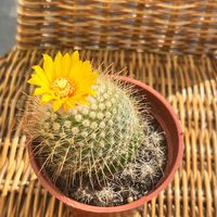 🫧🌼金魚的餅乾店🌵🐠