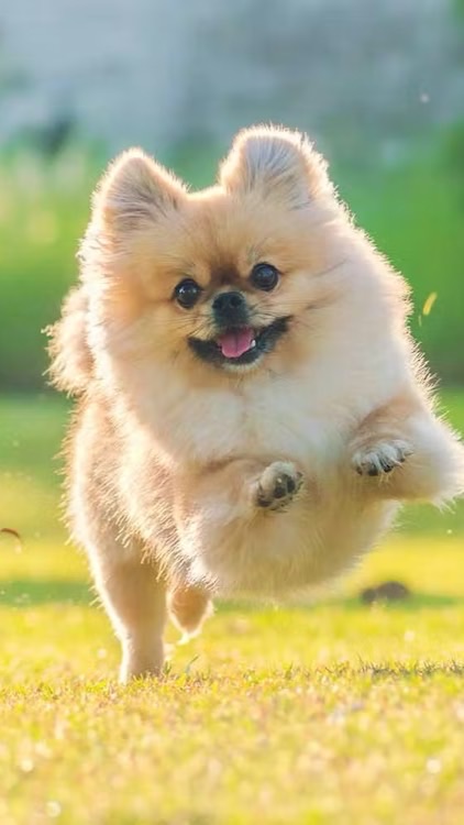 ポメラニアン飼いたい🐕配信通知