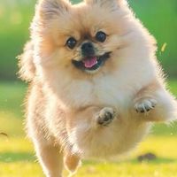 ポメラニアン飼いたい🐕配信通知