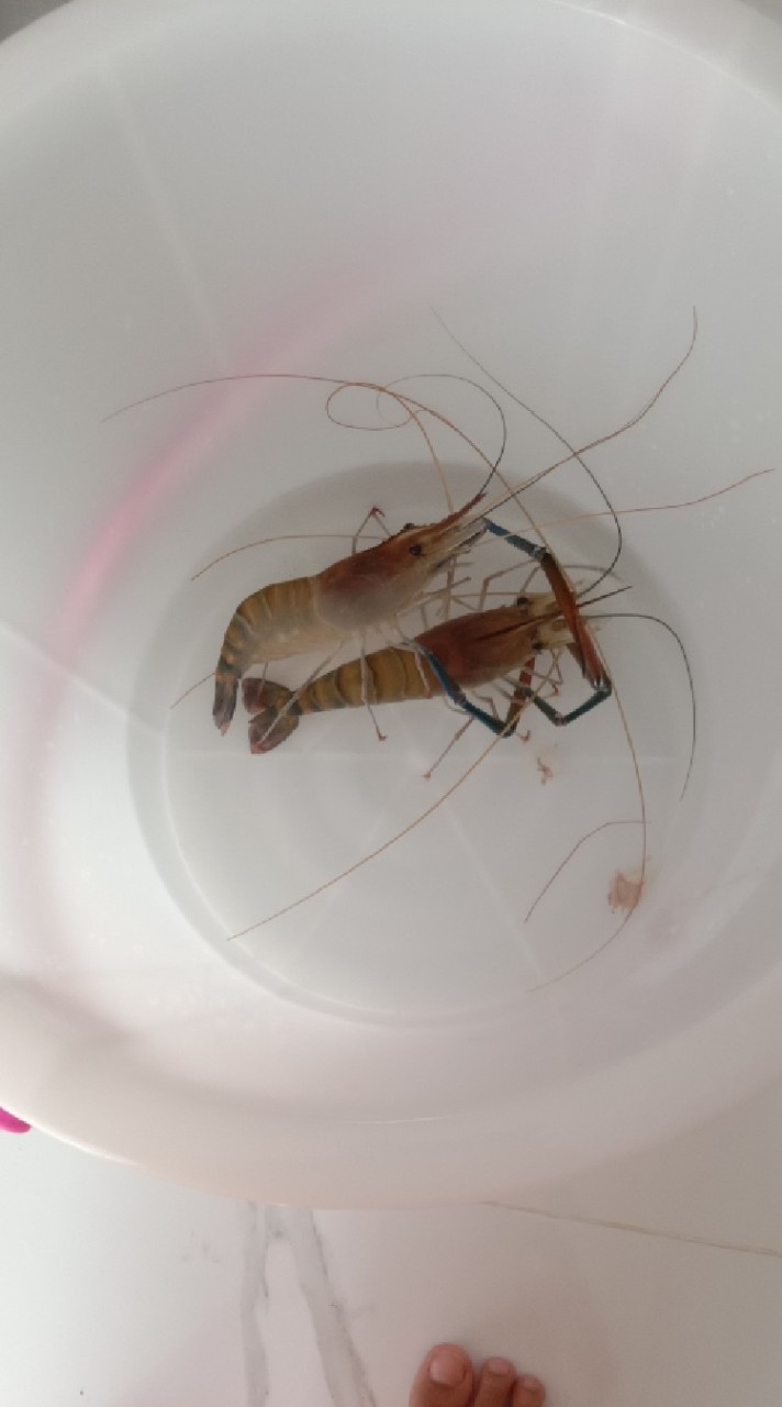กุ้งเจ้าค่าา