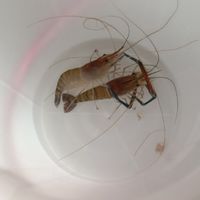 กุ้งเจ้าค่าา