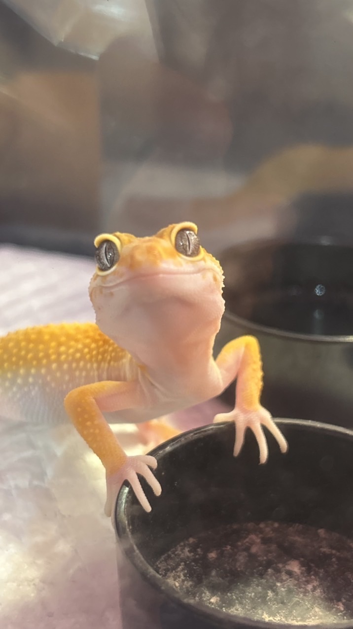Dot Tail🦎🐸