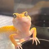 Dot Tail🦎🐸