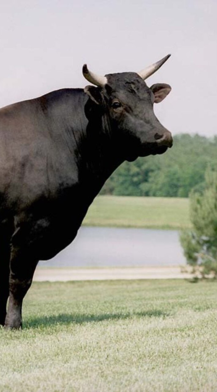 Wagyu [Maple rush]