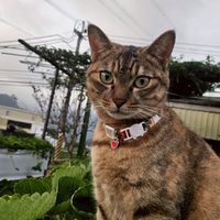 舞夜天高架草莓園今天可以採草莓嗎？