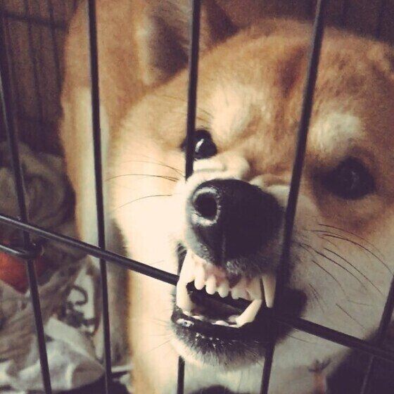 嫉妬しやすい犬の特徴とお世話のコツを解説 いぬのきもちnews