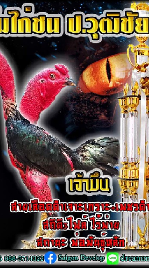 🙏ซื้อ ขาย ไก่ชนทุกสายพันธ์ 🙏